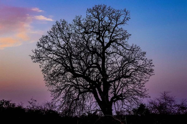 Gün Batımında Büyük Bir Ağaç Silueti Arkasında Pembe Mavi Bir — Stok fotoğraf
