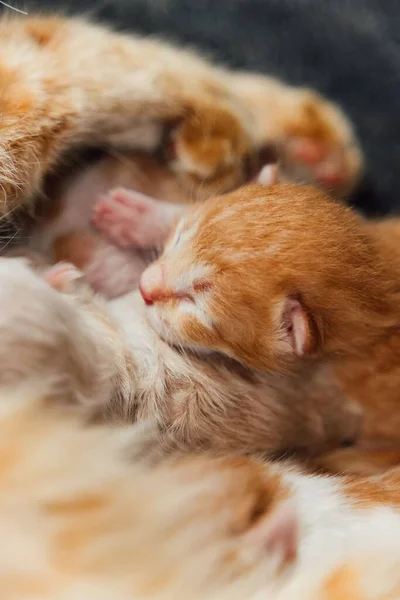 Close Gatinho Gengibre Adormecido Enquanto Abraça Sua Mãe — Fotografia de Stock