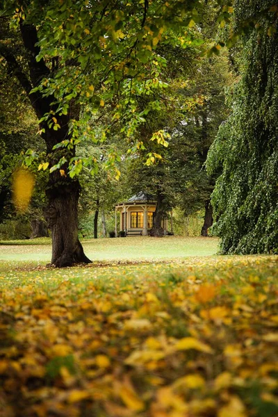 Rozkvetlý Žlutý Strom Parku Rozmazaným Podzimním Suchým Listím Svislý Výstřel — Stock fotografie