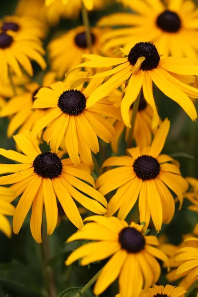 Enfoque Selectivo Vertical Las Flores Amarillas Ojos Negros Susan Rudbeckia —  Fotos de Stock