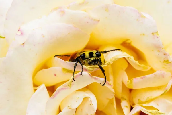 Eine Nahaufnahme Des Eurasischen Bienenkäfers Der Auf Rosa Gelben Blütenblättern — Stockfoto
