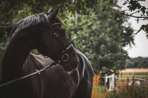 Selektive Eines Künstlerischen Pferdes Mit Zaumzeug — Stockfoto