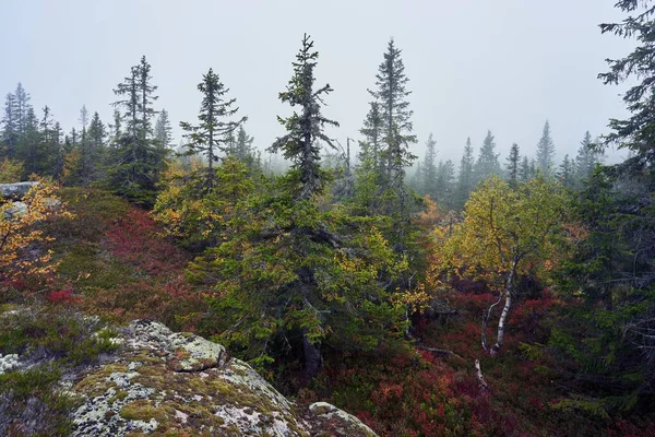 Δασικό Απόθεμα Svartdalstjerna Του Totenaasen Hills Της Νορβηγίας Φθινόπωρο — Φωτογραφία Αρχείου