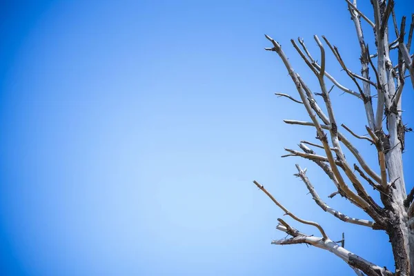 Ένα Κοντινό Πλάνο Ενός Γερασμένου Δέντρου Χωρίς Φύλλα Στον Γαλάζιο — Φωτογραφία Αρχείου