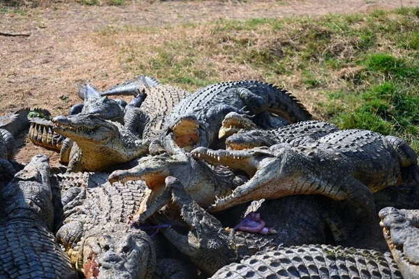 Viziune Crocodililor Care Luptă Pentru Bucăți Carne Unul Împotriva Celuilalt — Fotografie, imagine de stoc