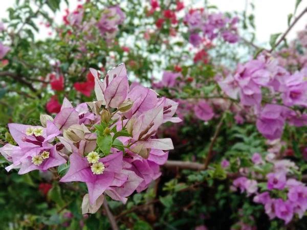 Живописный Вид Пурпурные Розовые Цветы Саду Днем — стоковое фото