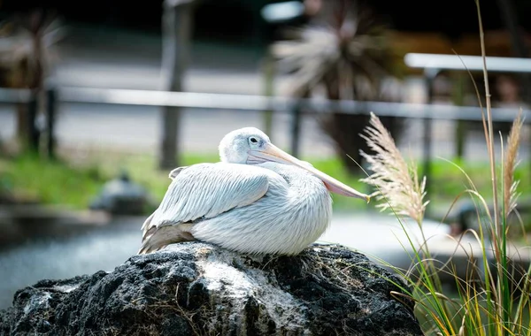 Closeup Pink Backed Pelican Perched Rock Zoo — Stock Photo, Image