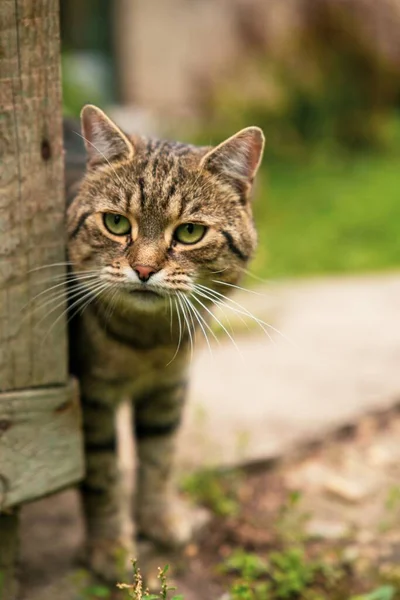 Egy Függőleges Közelkép Csíkos Macskáról — Stock Fotó