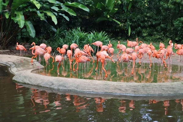 Vacker Utsikt Över Flamingos Nära Sjön — Stockfoto