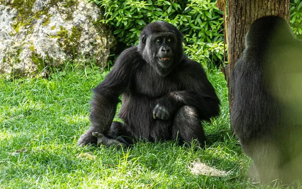 Primer Plano Dos Gorilas Negros Reserva Natural —  Fotos de Stock