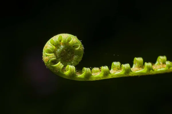 黒い背景に隔離された緑の螺旋状の植物 — ストック写真