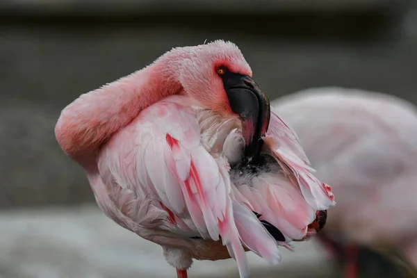 Pink Flamingo Preening Its Feathers — Stock Photo, Image