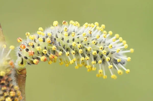 Макроснимок Растения Salix Caprea Жёлтыми Краями Изолированном Фоне — стоковое фото