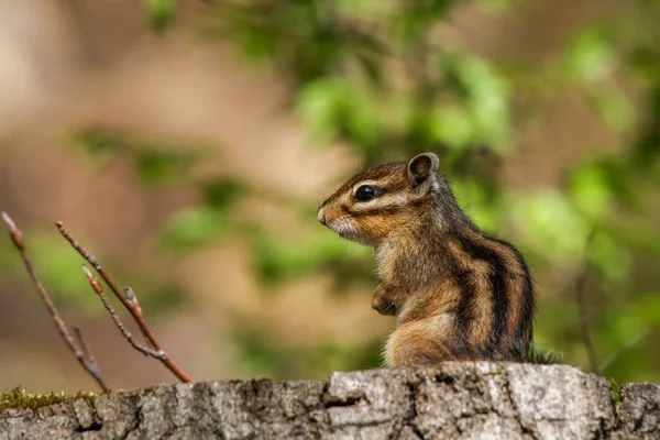 Eine Nahaufnahme Von Einem Schönen Und Niedlichen Streifenhörnchen — Stockfoto