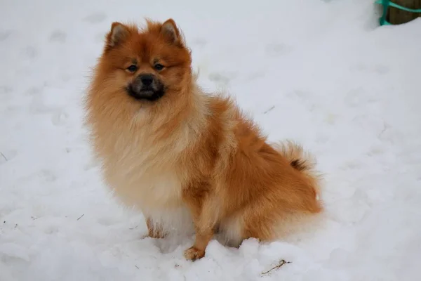 Spitz Pomeraniano Sentado Suelo Cubierto Nieve Frío Día Invierno —  Fotos de Stock