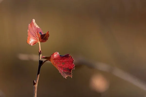 Ağacın Çıplak Dalında Seçici Bir Kırmızı Yaprak Odağı — Stok fotoğraf