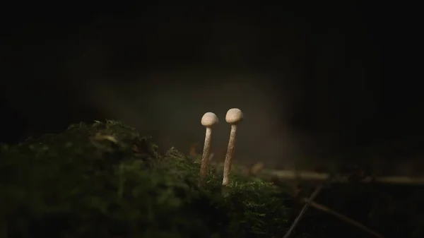 深色模糊背景下的两个小云母冠蘑菇 Coprinellus Micaceus — 图库照片