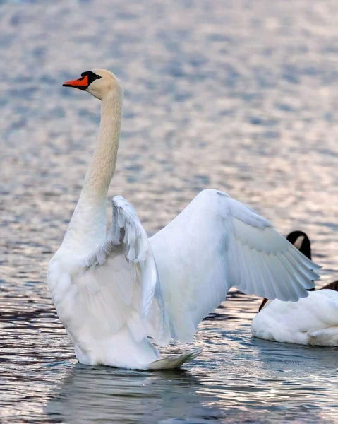 一只优雅的天鹅在宁静的湖中游泳时的垂直特写 — 图库照片