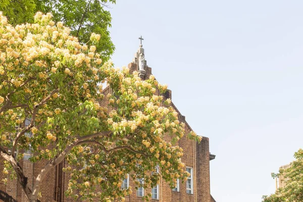 A blooming Acacia tree with a church in the background against the sunny blue sky