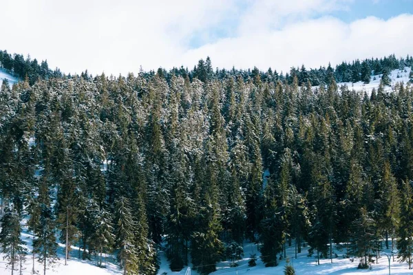 Yoğun Ağaçların Üzerindeki Bulutlu Gökyüzü Kışın Karla Kaplıydı — Stok fotoğraf