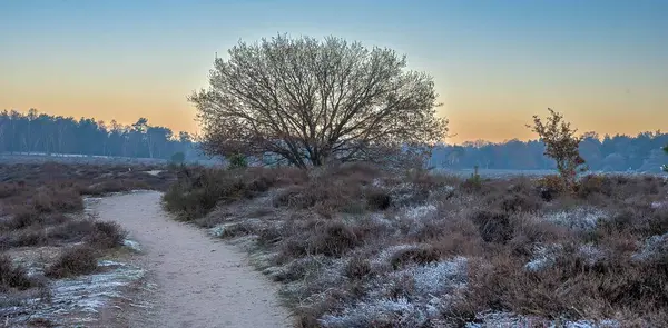 日出时分 在一片白雪覆盖的田野里 路边一棵无叶的树 长满了灌木 — 图库照片