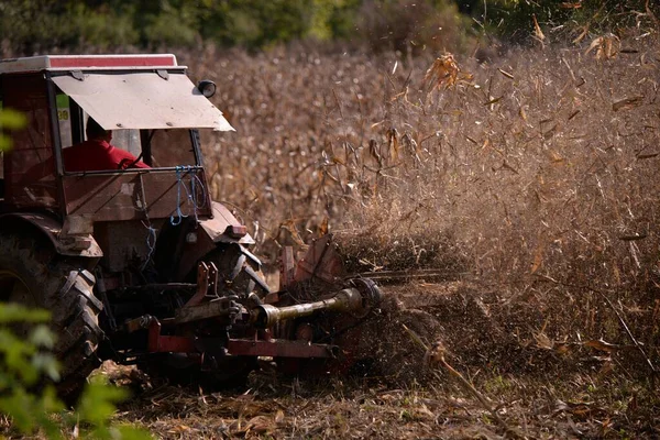 Detailní Pohled Starý Traktor Sekající Suché Kukuřičné Pole — Stock fotografie