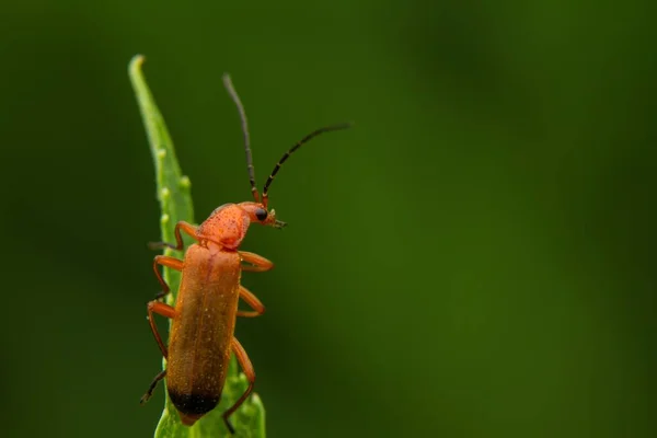 Bir Bitkinin Üzerindeki Kırmızı Asker Böceğinin Yakın Plan Fotoğrafı — Stok fotoğraf