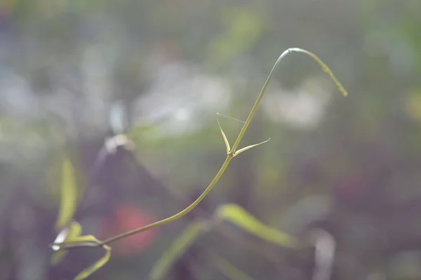 날얇은 식물의 꽃봉오리 줄기에 — 스톡 사진
