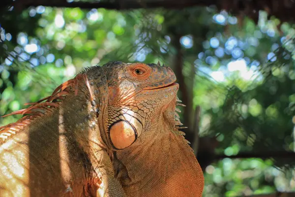 Gros Plan Iguane Brun Dans Zoo Par Une Journée Ensoleillée — Photo