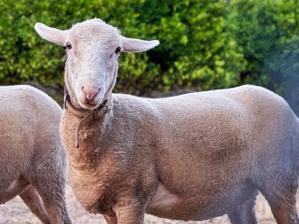 Detailní Záběr Ovce Obojkem Dívající Kameru Farmě — Stock fotografie