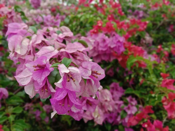 Uma Vista Panorâmica Das Flores Roxas Rosa Weigela Jardim Durante — Fotografia de Stock