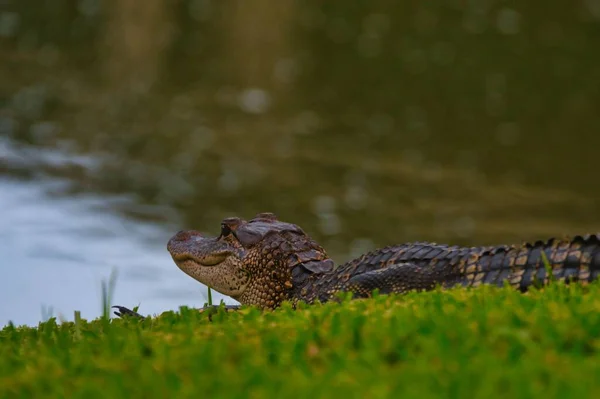 Alligator Gräset Vid Sjön Florida — Stockfoto