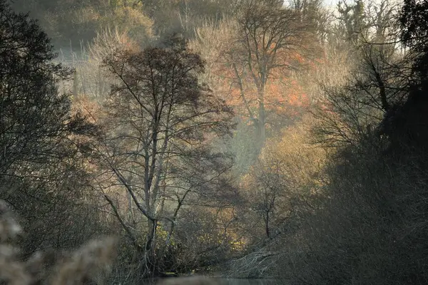 森の中のカラフルな木々の美しい景色 — ストック写真