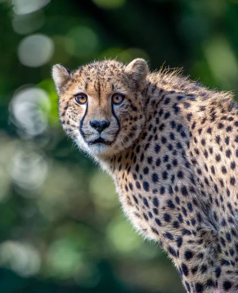 Een Prachtig Portret Van Een Cheeta Een Wazige Groene Achtergrond — Stockfoto