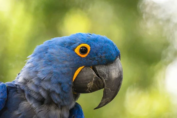 Head Hyacinth Macaw Anodorhynchus Hyacinthinus — Stock Photo, Image