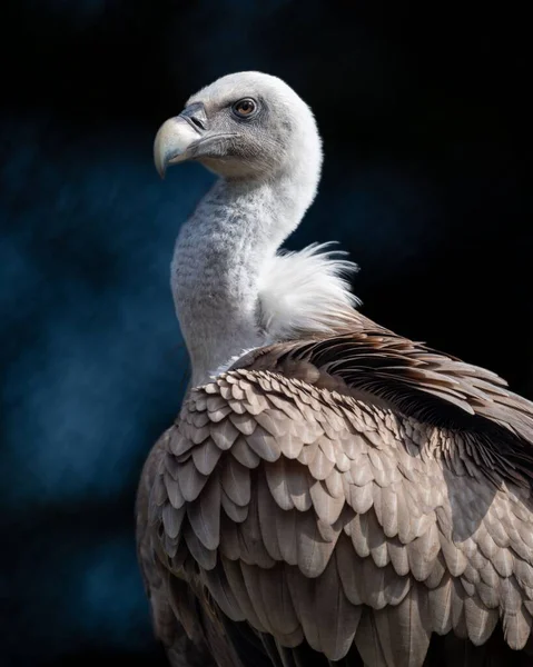 Closeup Portrait Griffon Vulture Dark Background — Stock Photo, Image