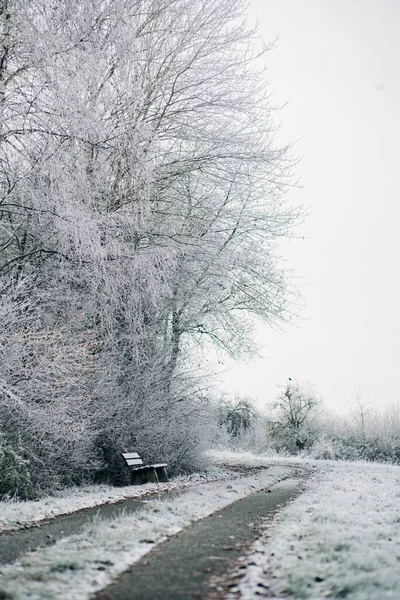Camino Que Atraviesa Medio Bosque Campo Cubierto Nieve — Foto de Stock