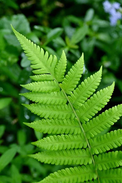 Gün Boyunca Ormandaki Yeşil Bir Bitkinin Dikey Görüntüsü — Stok fotoğraf