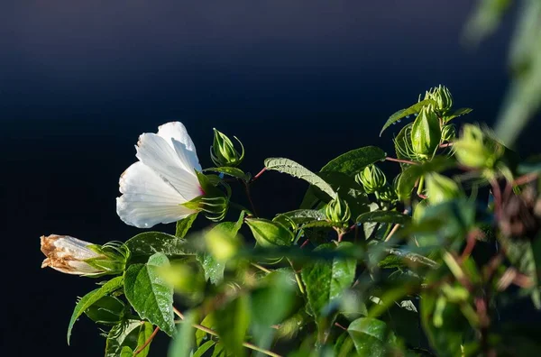 Selektivní Zaměření Bílé Konfederace Růže Tmavomodrém Pozadí Pod Slunečním Světlem — Stock fotografie