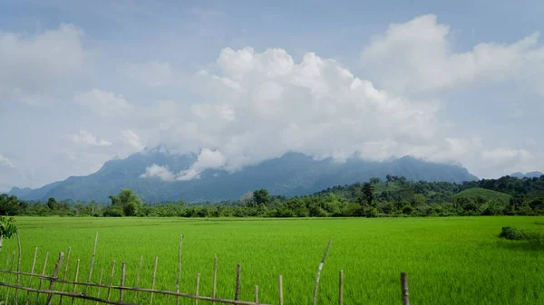 Lao Güzel Bir Pirinç Tarlası Manzarası — Stok fotoğraf