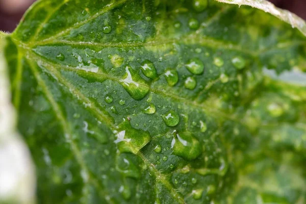 Macro Shot Droplets Green Leaf — Stock Photo, Image