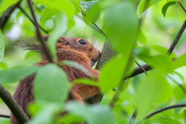 Zbliżenie Ujęcie Wiewiórki Siedzącej Zielonymi Liśćmi — Zdjęcie stockowe