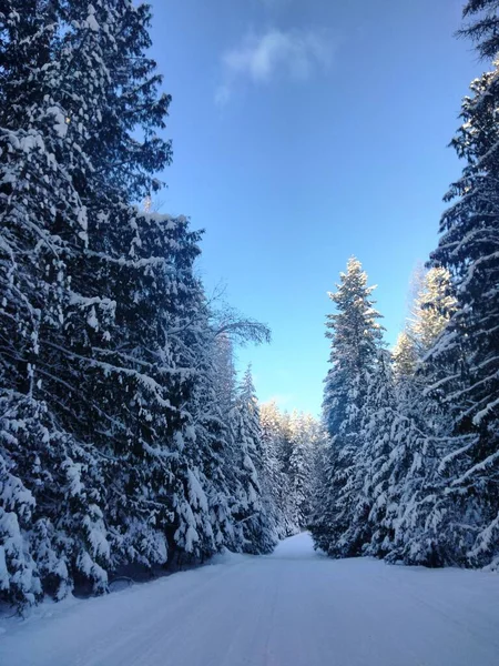 Μια Όμορφη Θέα Ενός Χιονισμένου Δασικού Τοπίου — Φωτογραφία Αρχείου