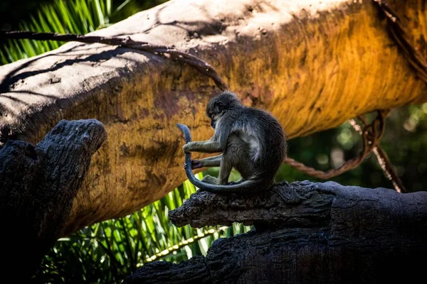 Close View Spider Monkey Sitting Wooden Log — Stock Photo, Image