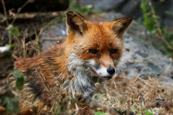 Closeup Adorable Trans Caucasian Montane Fox Red Fox Captured Wilderness — Stock Photo, Image