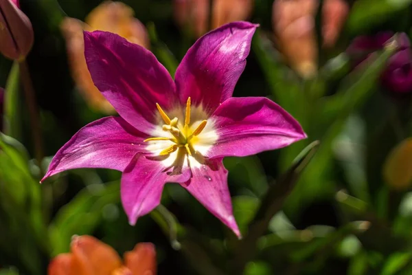 Yakın Planda Pembe Bir Zambak Çiçeği — Stok fotoğraf