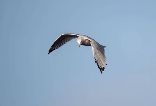 Uma Gaivota Comum Larus Canus Voando Céu Azul — Fotografia de Stock