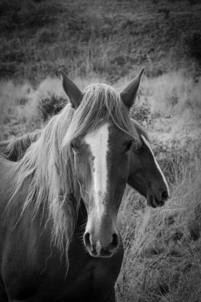 草原上一匹马的垂直灰度特写 — 图库照片