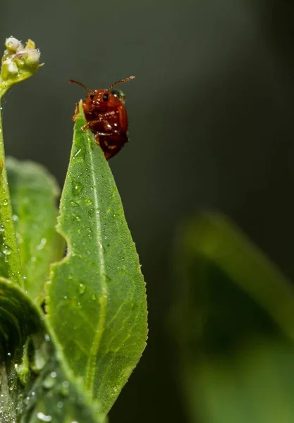 瓢虫在叶子上栖息的瓢虫的垂直特写 — 图库照片