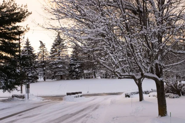 Μια Γραφική Θέα Του Χιονισμένου Πάρκου Ψηλά Δέντρα Μια Κρύα — Φωτογραφία Αρχείου